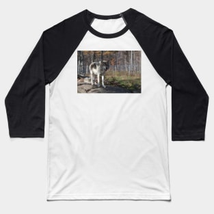 Timber wolf in the woods Baseball T-Shirt